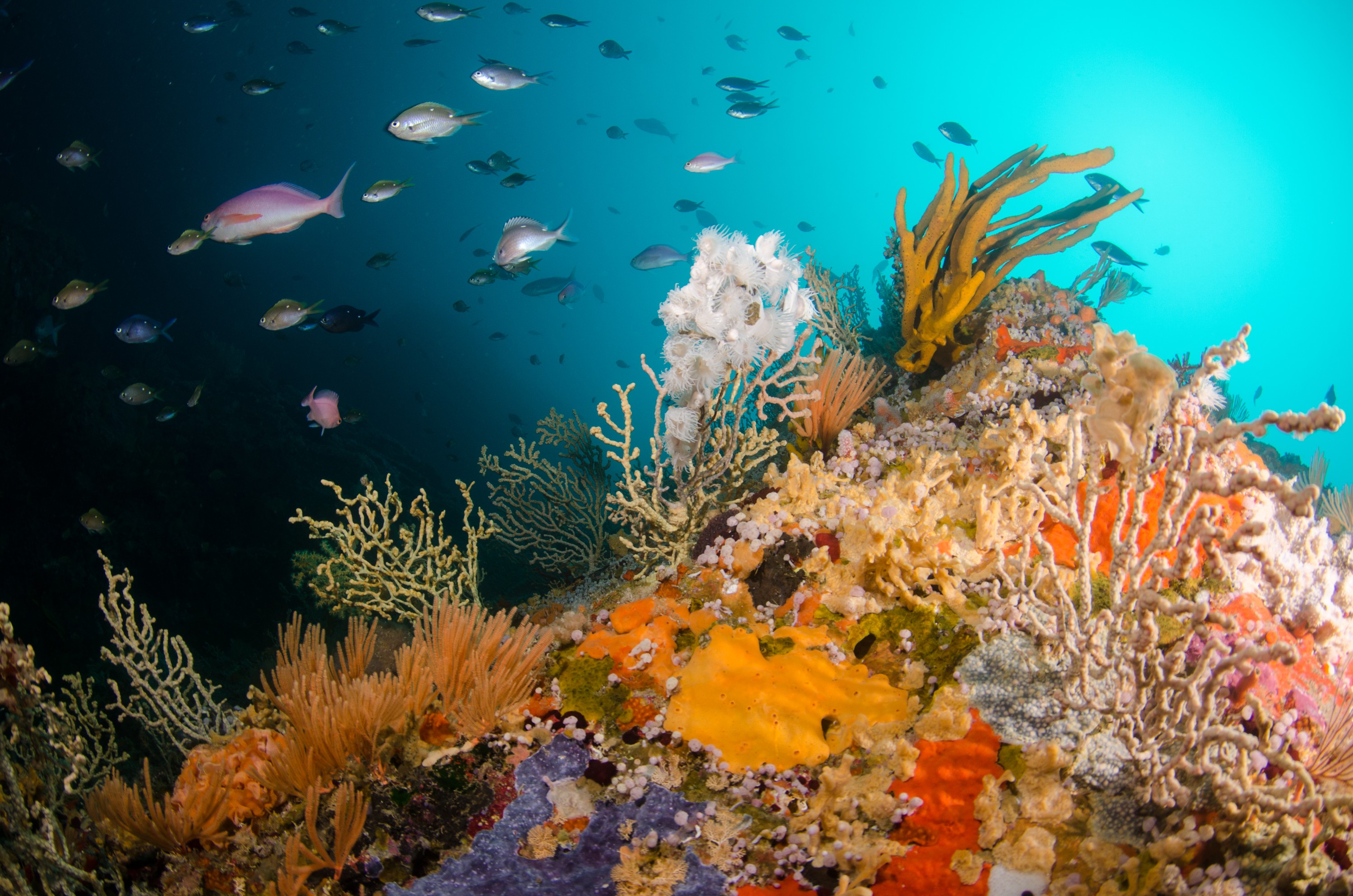 DSC_9372 – Deep, Poor, crispin, knights, leopard anemone, marine, new, northland, nz, reef, reserve, sponge, zealand, JAN17